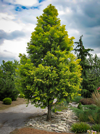 Gold Rush Dawn Redwood