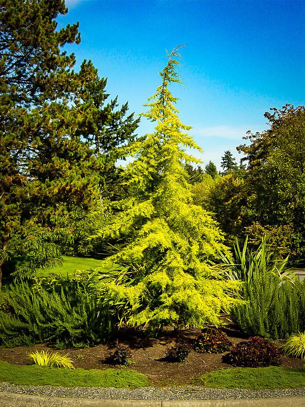 Divinely Blue Deodar Cedar Tree For Sale Online The Tree Center