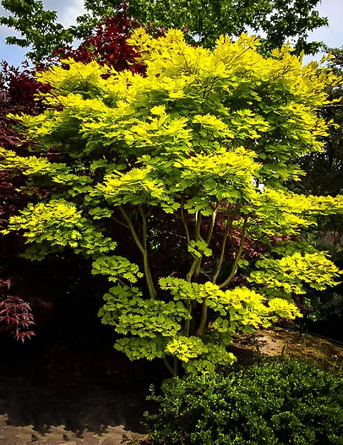 Golden Full Moon Japanese Maple Trees For Sale | The Tree Center