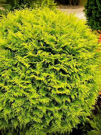 Golden Globe Arborvitae