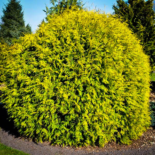 Golden Globe Arborvitae For Sale Online The Tree Center