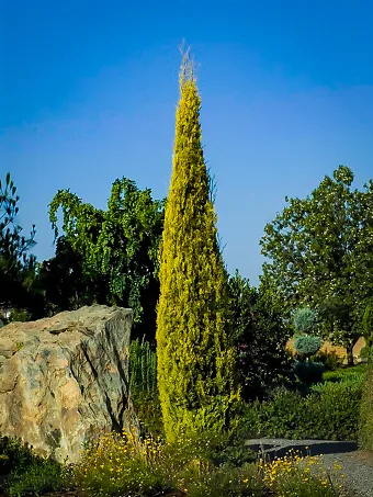 Golden Italian Cypress