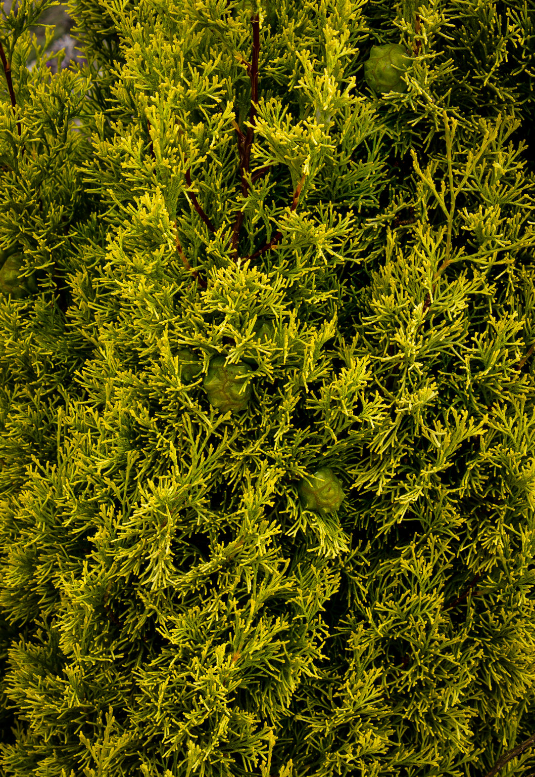 Golden Italian Cypress Tree For Sale The Tree Center