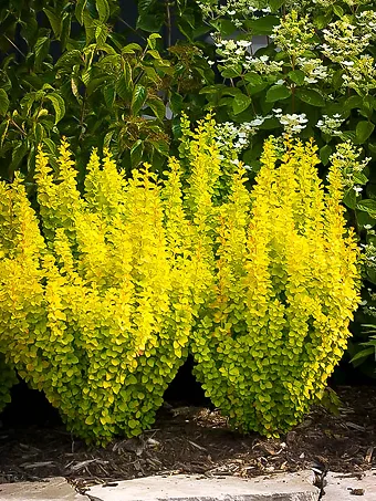 Golden Rocket Barberry