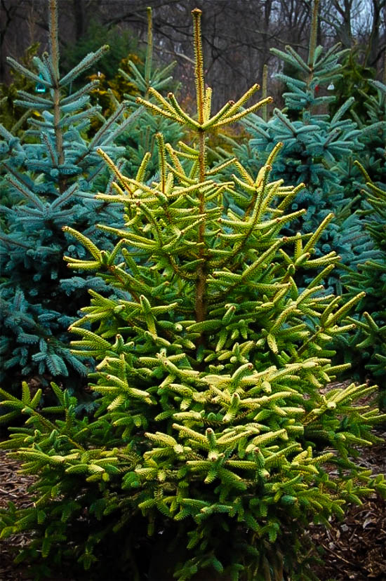 Golden Spanish Fir Trees For Sale The Tree Center