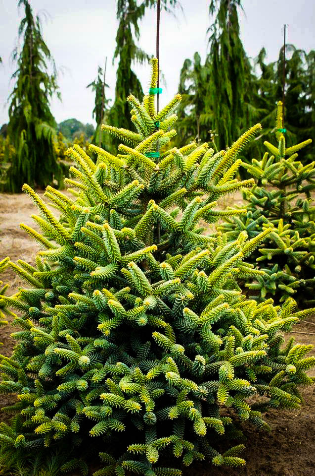 Golden Spanish Fir Trees For Sale The Tree Center