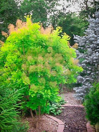 royal purple smoke tree problems royal purple smoke tree problems