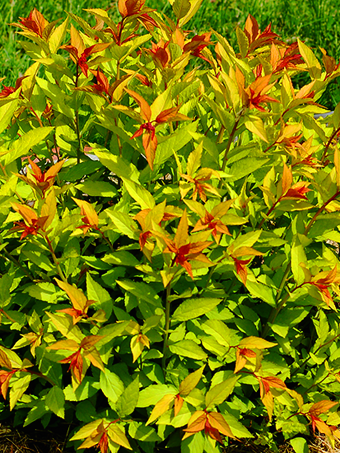 Goldflame Spirea