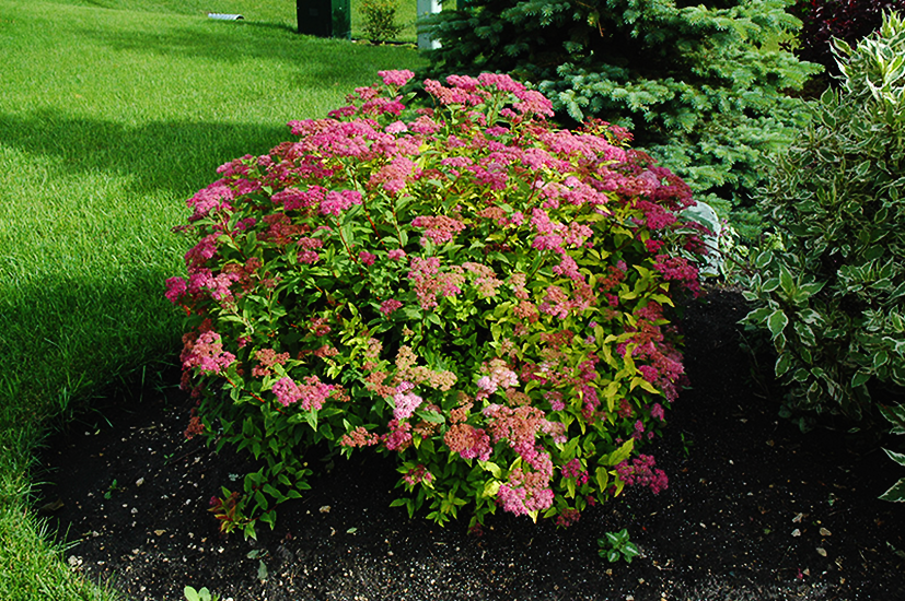 Image of Goldflame spirea with ornamental grasses