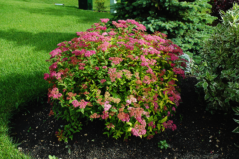 Spirea Sale Online | The Tree Center