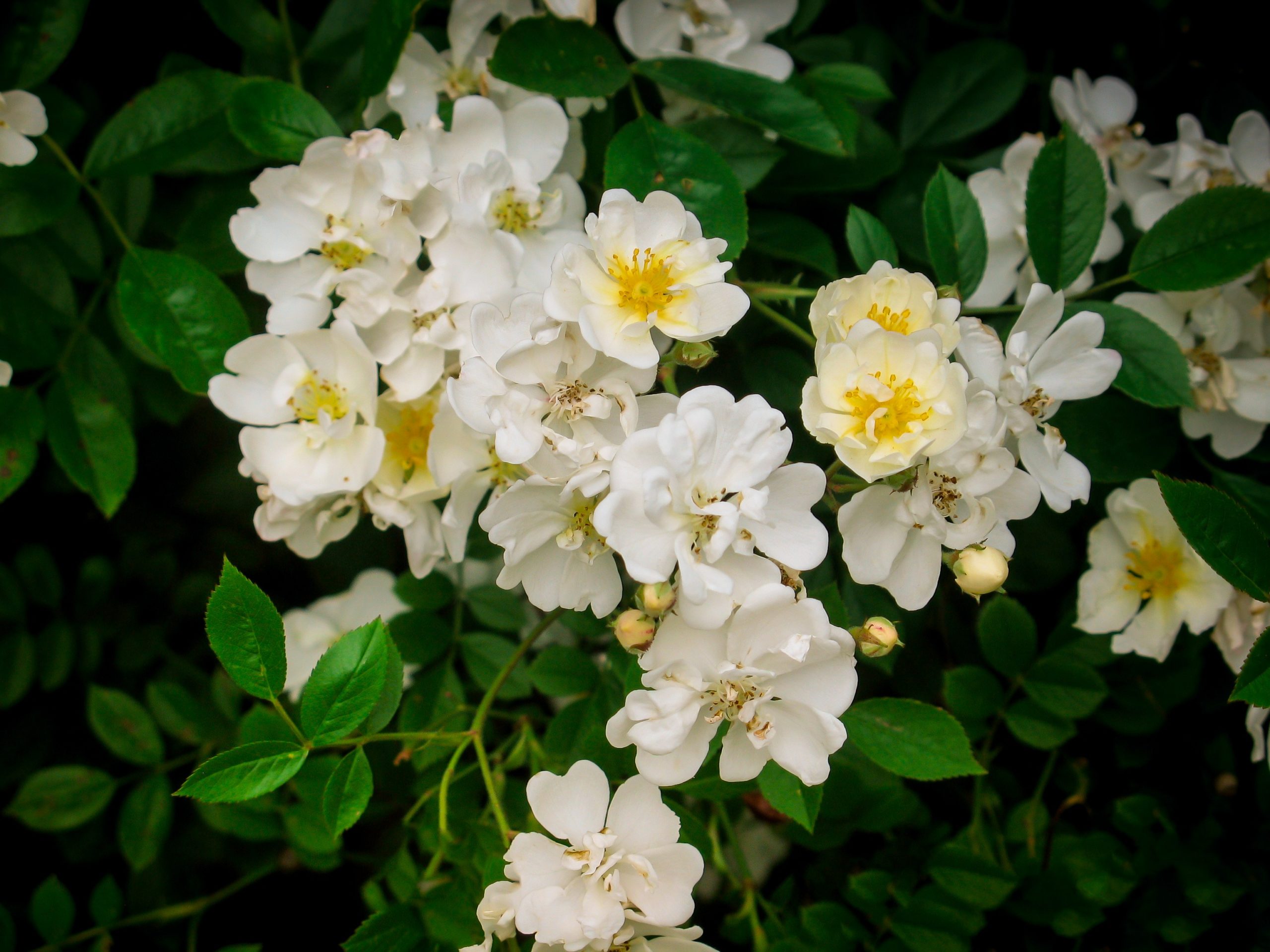 Gourmet Popcorn Miniature Rose Trees For Sale Online The Tree Center