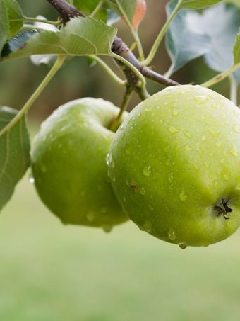 Granny Smith apples on a Granny Smith Apple Tree