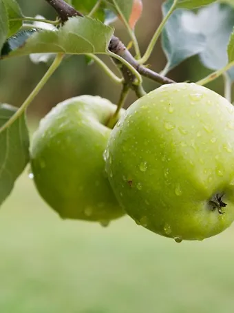 Granny Smith Apple Tree