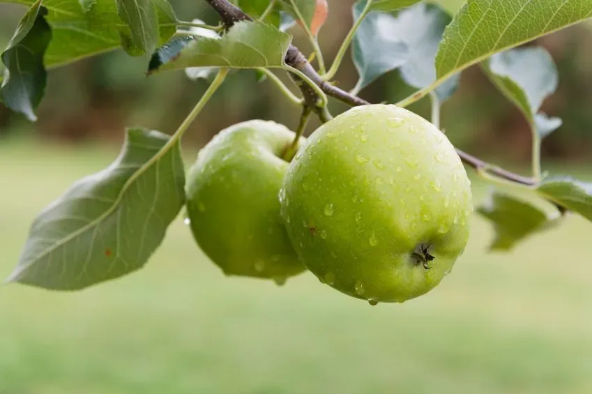 green apple tree photo