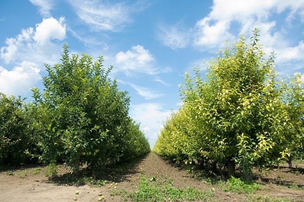 Granny Smith Apple Tree