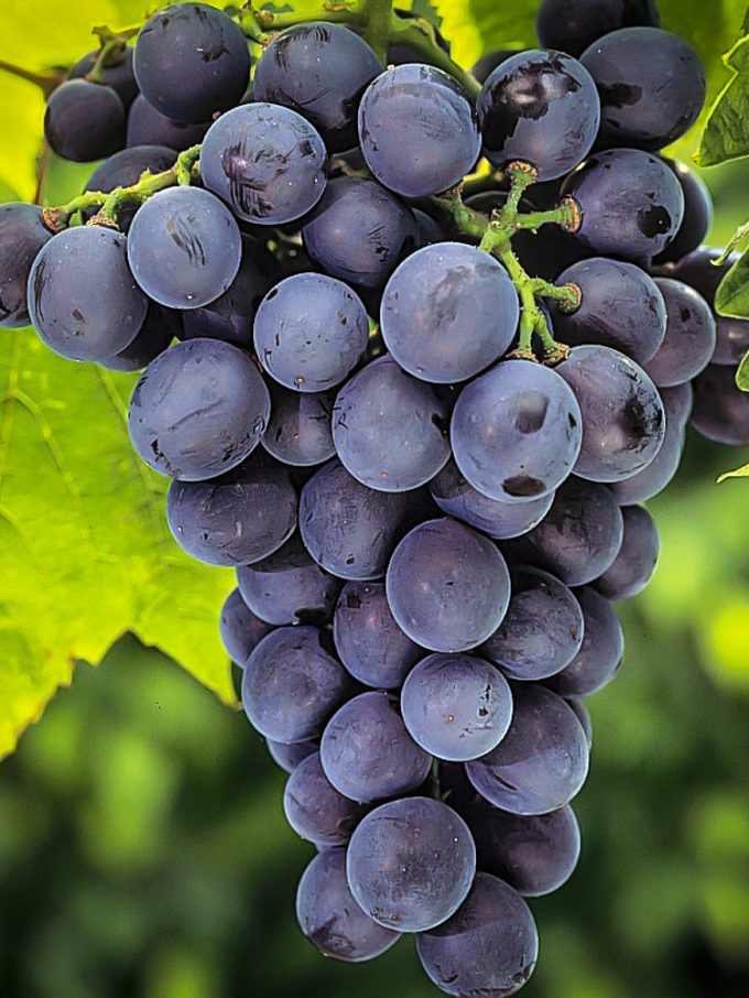 Grape Vines For Sale Online The Tree Center