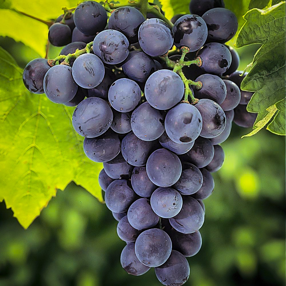 Plants Vines Vineyard Home Garden Plant Healthy Grapes Concord Grape Vine 1 Gal 