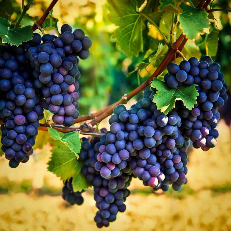 Concord Grape Vines