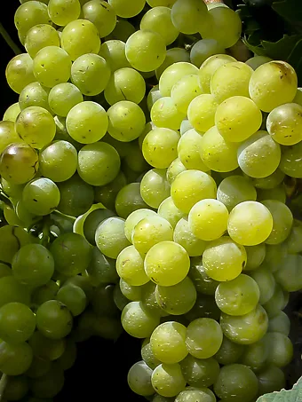 Niagara Grape