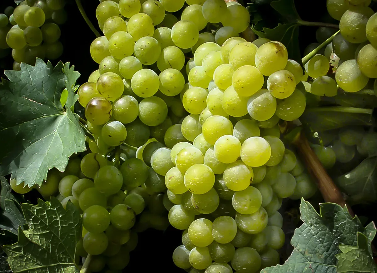 Buy Online Niagara Grape Vine Plants for Fresh Eating, Jams & WIne