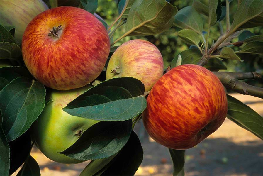 Gravenstein Apple Tree For Sale The Tree Center