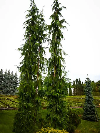 Green Arrow Alaskan Cedar