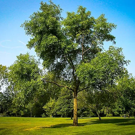 Ash Trees