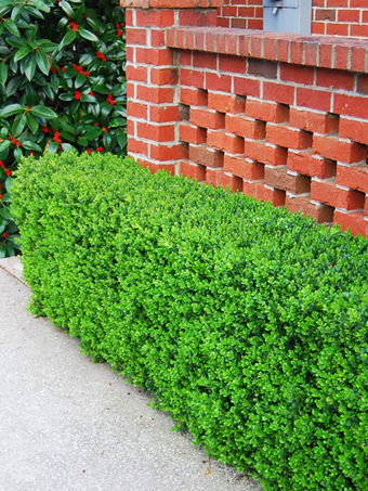 Green Beauty Boxwood