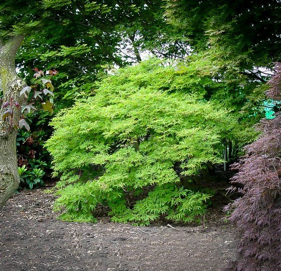 Green Cascade Japanese Maple For Sale Online The Tree Center