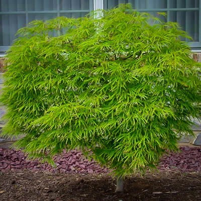 Green Cascade Japanese Maple For Sale Online The Tree Center