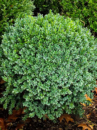 Green Ice Boxwood