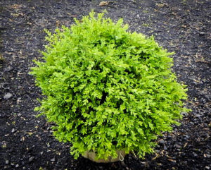 Ice Bucket - Boxwood Trellis main image 0