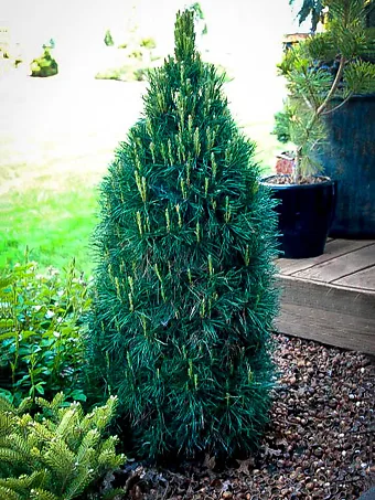 Dwarf Evergreen Trees: 15 Exceptional Choices for the Yard and Garden