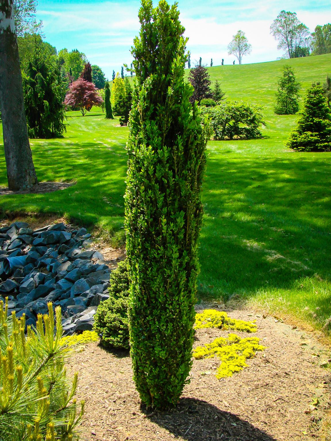 Green Mountain Boxwood Shrubs For Sale The Tree Center