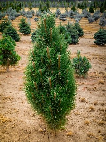 Pine Trees For, Mini Pine Trees For Landscaping