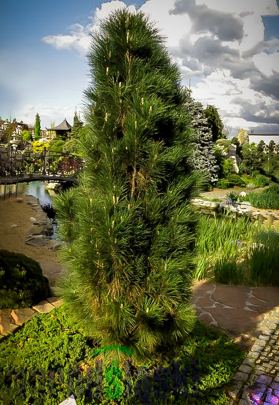 Green Tower Austrian Pine Trees For Sale Online | The Tree Center