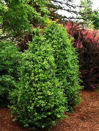 Buy Green Tower Boxwood Online | The Tree Center