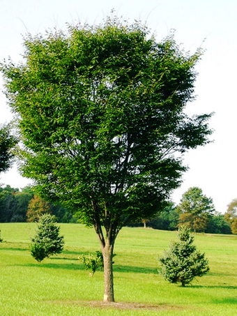 Green Vase® Zelkova Tree