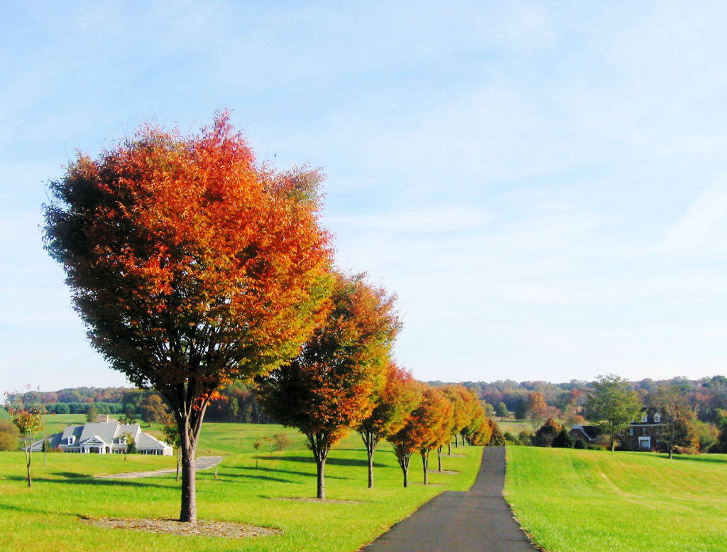 Green Vase® Zelkova Tree For Sale Online The Tree Center