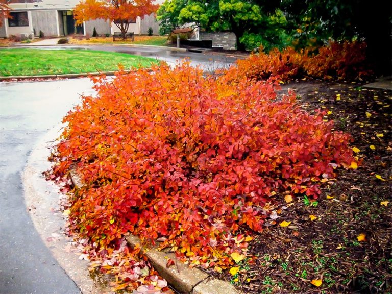 GroLow Sumac Shrubs For Sale Online The Tree Center