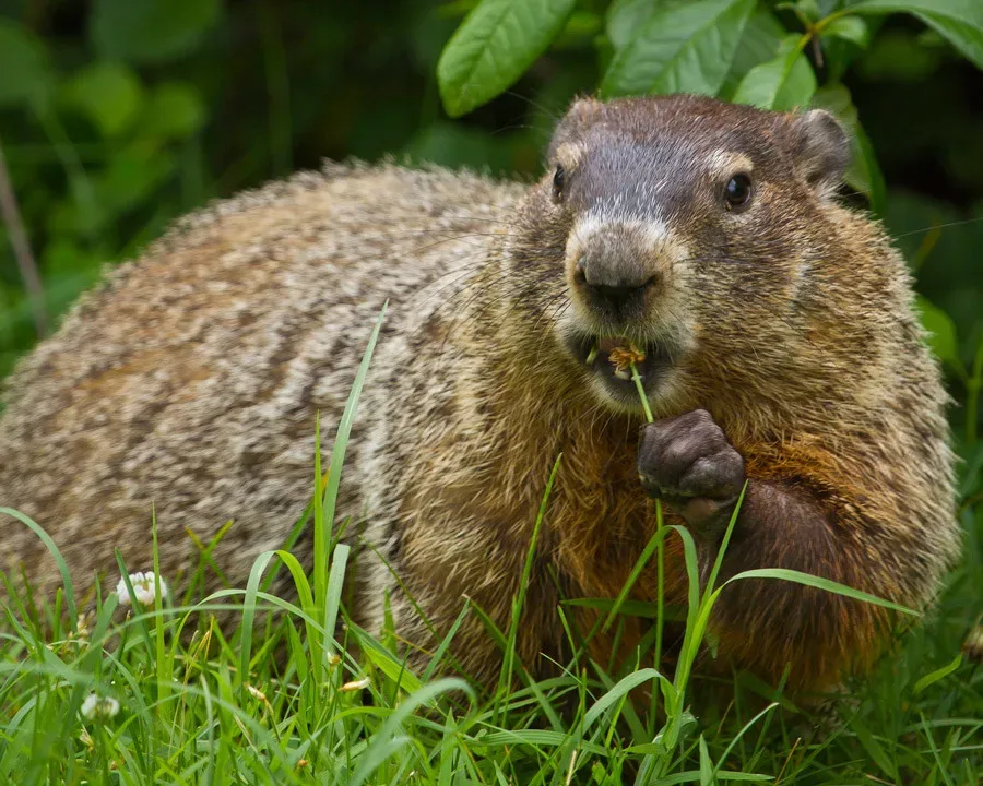 How To Keep Woodchucks Out Of Garden | Fasci Garden