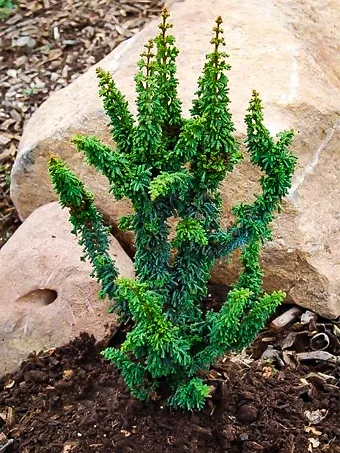 Chirimen Hinoki Cypress