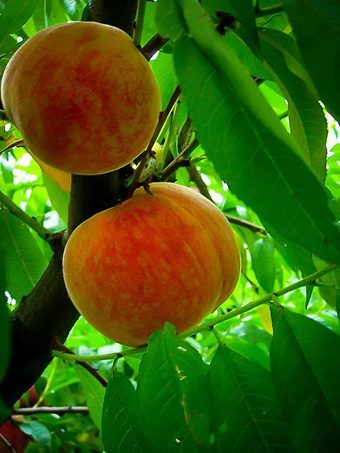 Hale Haven Peach Tree