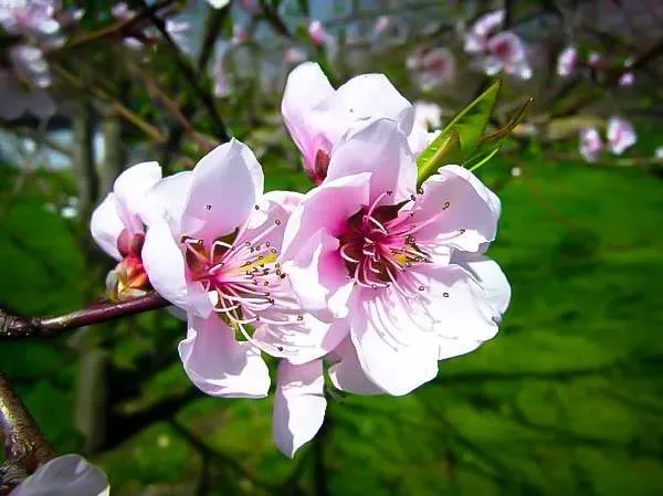 Hale Haven Peach Blossoms