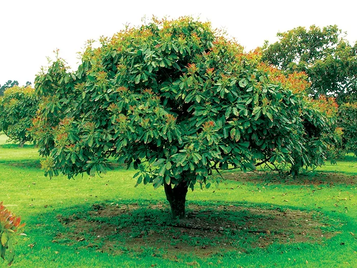 Hass Avocado Tree Sale Online | The Tree