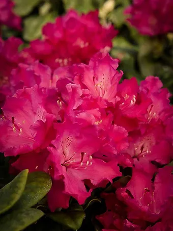 Hellikki Rhododendron
