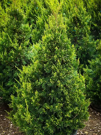 Hetzii Green Columnar Juniper