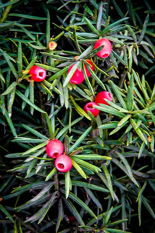 Hicks Yew Berries