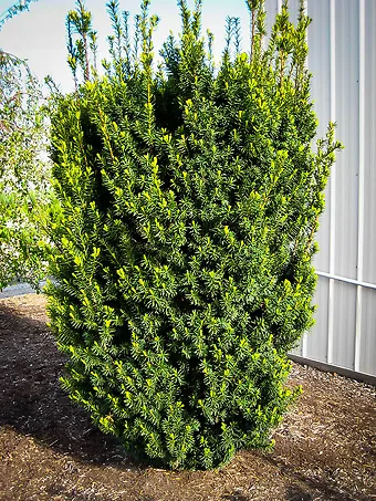 Hicks Yew Hedge