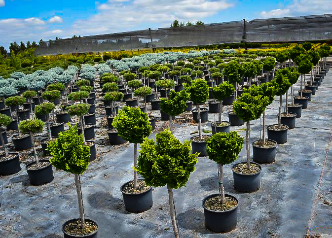Graceful Dwarf Hinoki Cypress Tree Form For Sale The Tree Center